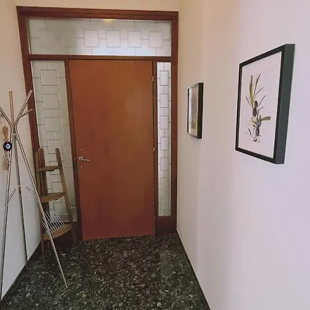 Chrysanthemum 尼科西亚